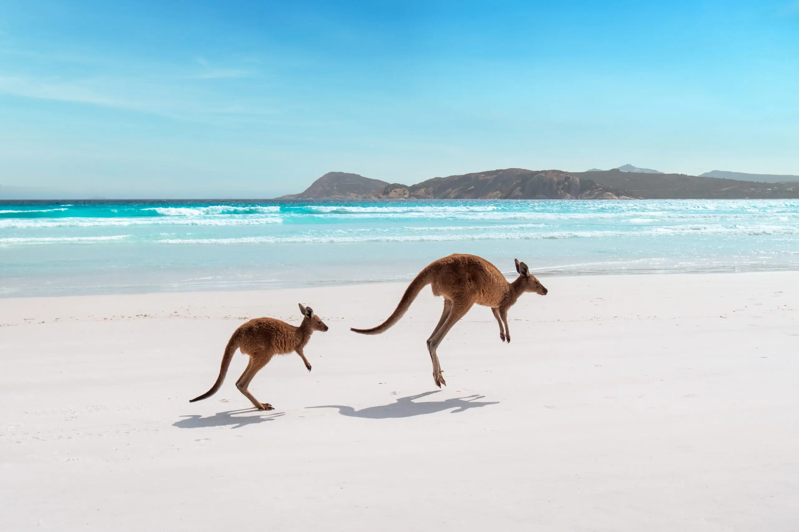Kangaroos at Lucky Bay, Cape Le Grand National Park